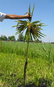 krabbenscheerplant