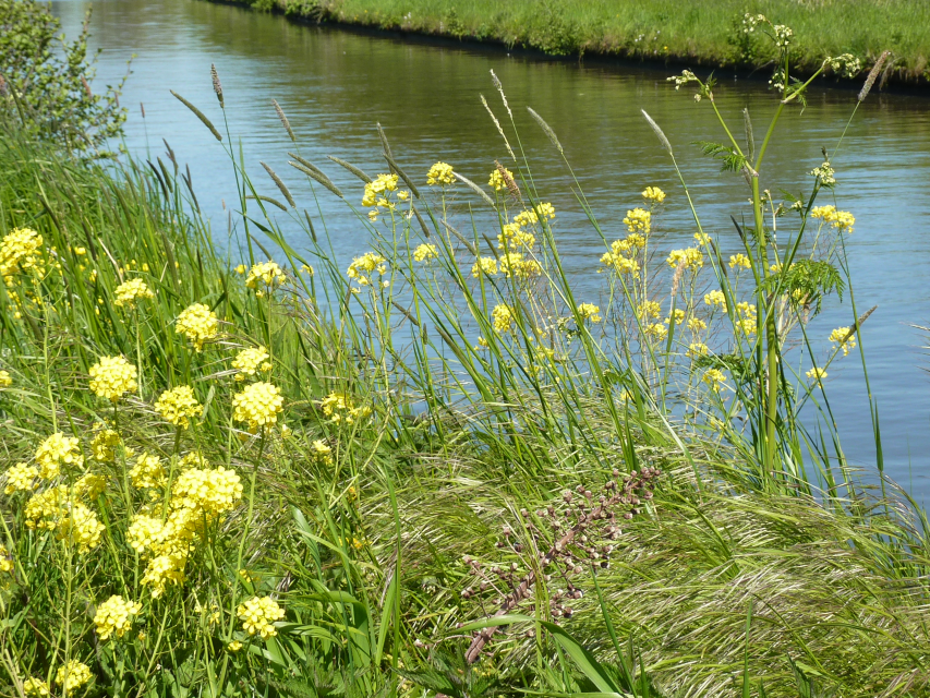 Natuurlijke oevers Natuurlijke oevers