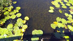 Cabomba in water langs Vogelzangsekade in Lopik