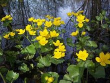 dotterbloem