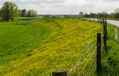 dijk_wijk_amerongen