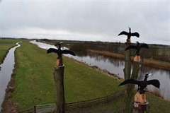 Op de toppen van de bomen zijn aalscholvers gewoordcarved