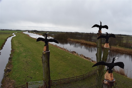 Op de toppen van de bomen zijn aalscholvers gewoordcarved