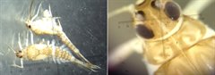Baetis fuscatus (stroomminnende haft)