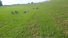 Schapen op de dijk
