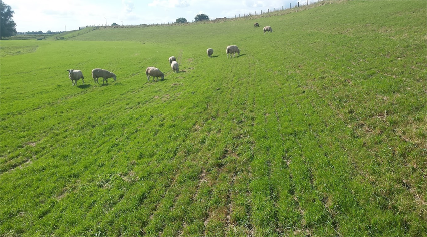 Schapen op de dijk Schapen op de dijk