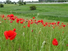 Klaprozen op de dijk
