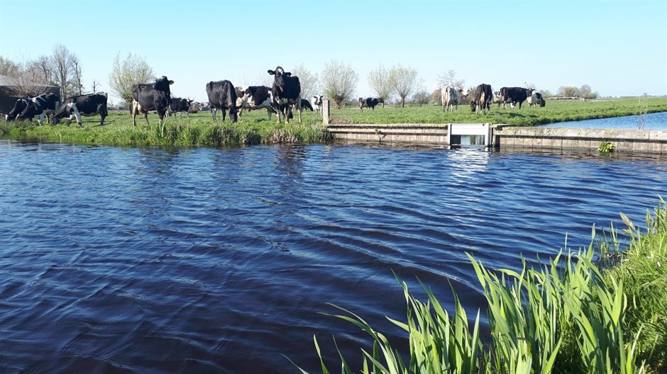 Koeien in veenweidegebied bij Kamerik Koeien in veenweidegebied bij Kamerik